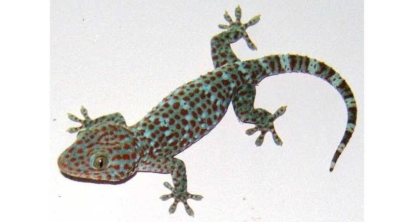 Tokay gecko