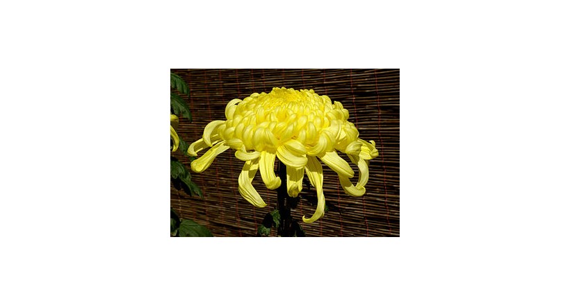 Chrysanthemum Flower