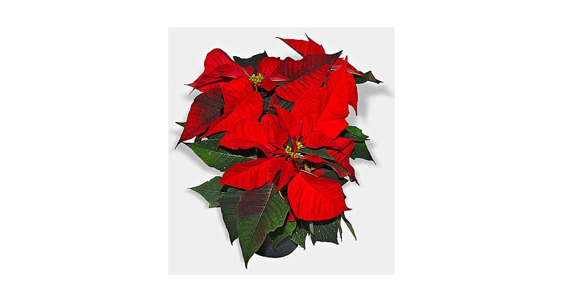 Poinsettia