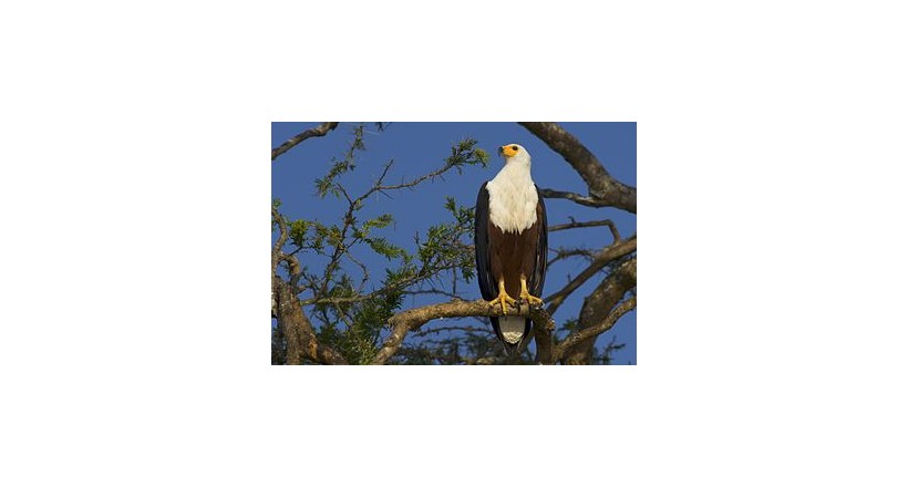 African fish eagle