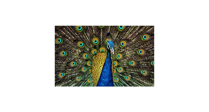 Peacock 