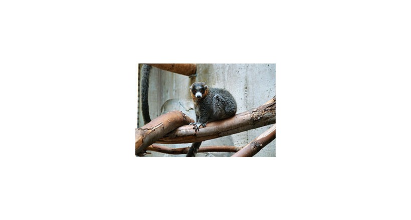 Mongoose Lemur(Eulemur mongoz)