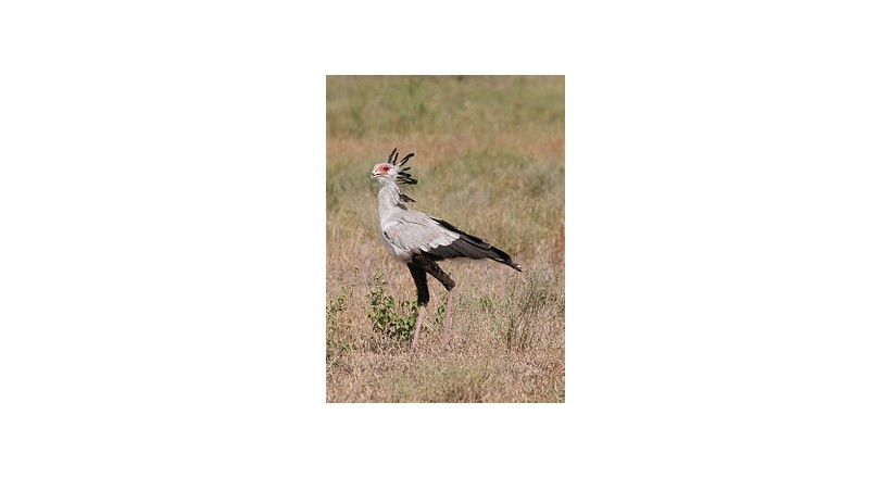 Secretarybird