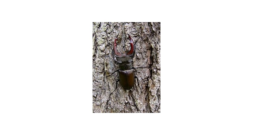 Lucanus 