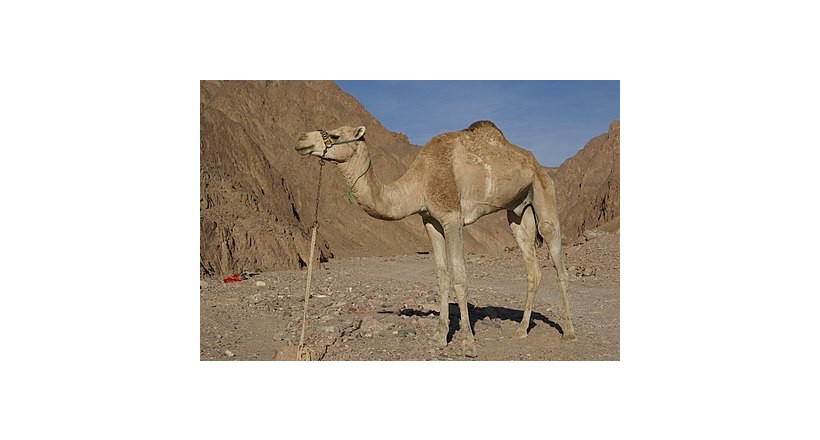 Dromedary 