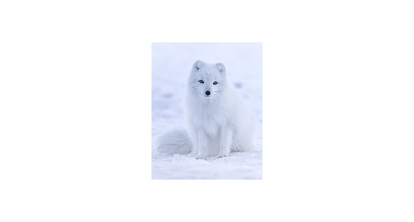 Arctic fox