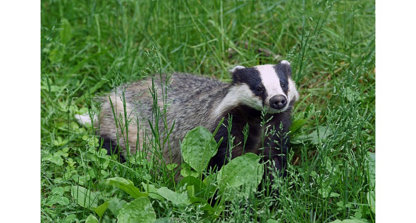 European badger