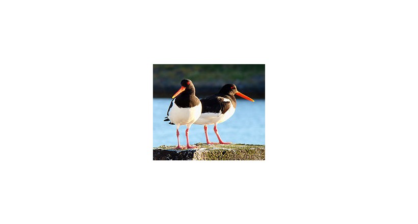 Eurasian oystercatcher