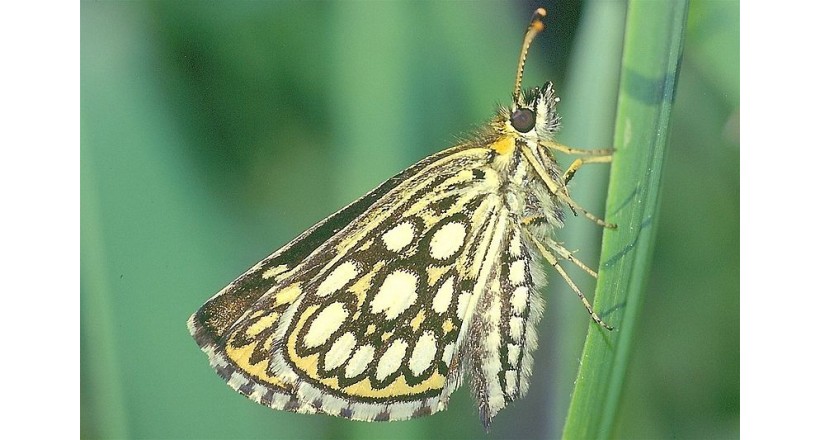 Large chequered skipper