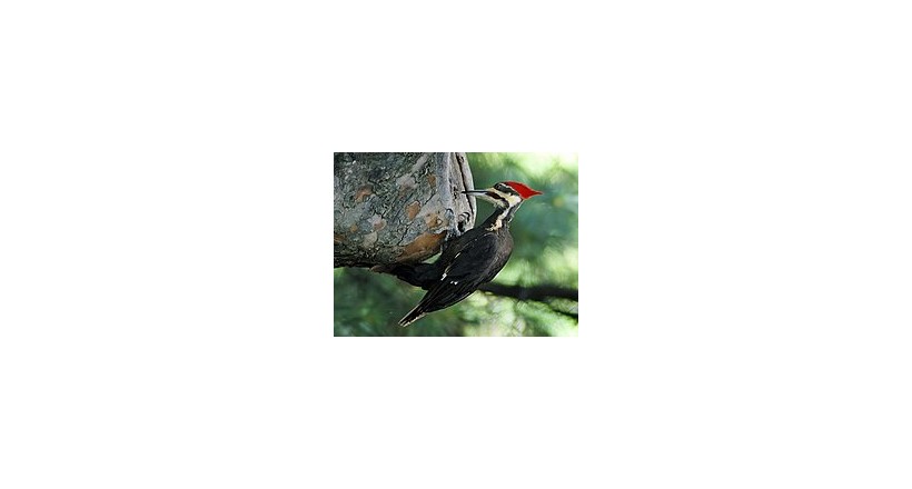 Woodpecker