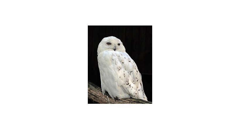 Snowy owl