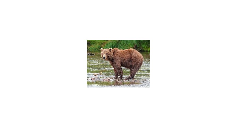 Brown bear