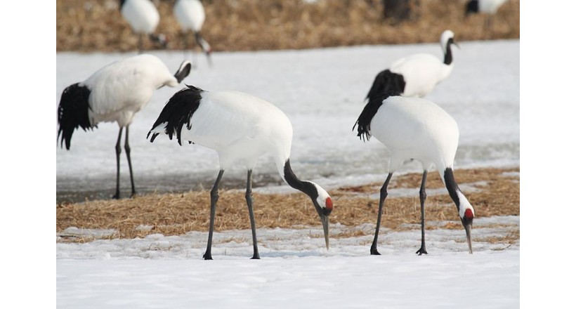 Red-crowned crane