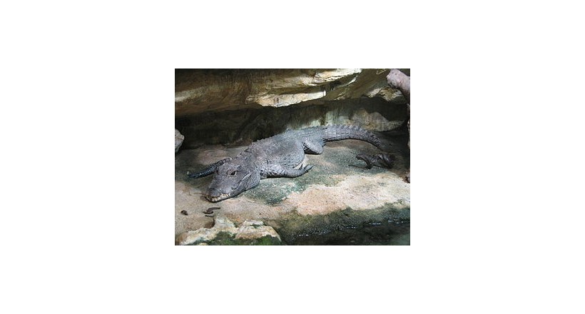 Dwarf crocodile