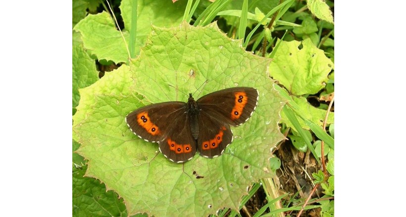 Erebia