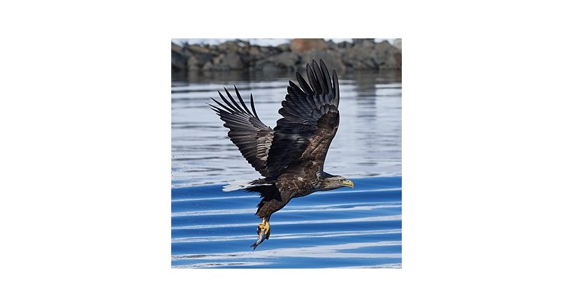 White-tailed eagle