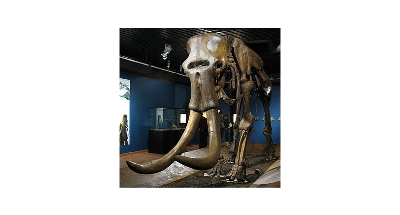 Steppe mammoth