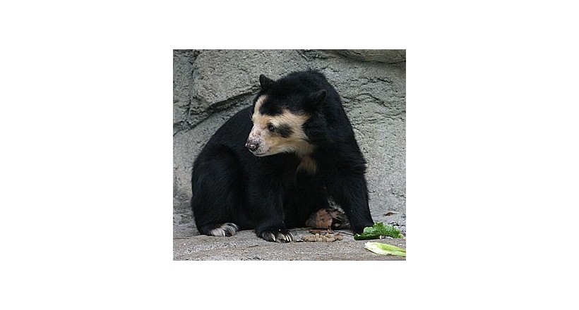 Spectacled bear