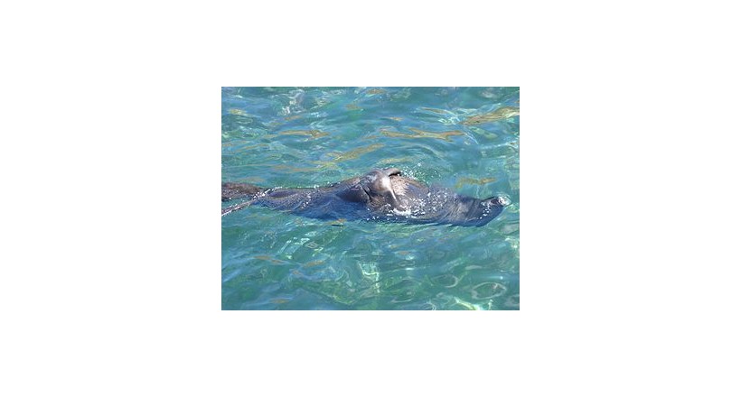 Juan Fernandez fur seal