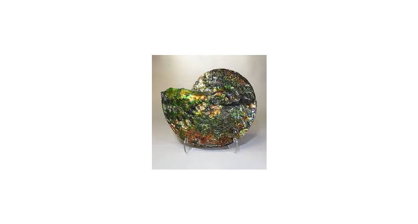 Ammolite & Ammonite