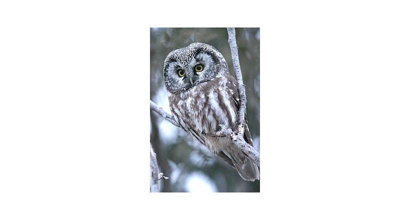 Northern Owl (Boreal owl )